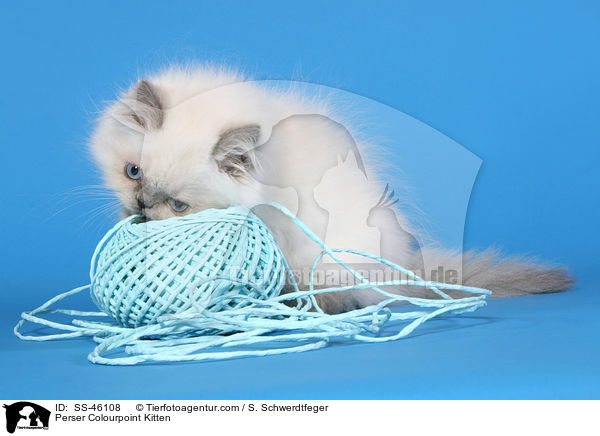 Perser Colourpoint Kitten / SS-46108