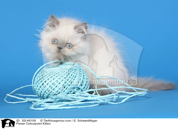 Perser Colourpoint Ktzchen / Perser Colourpoint Kitten / SS-46109