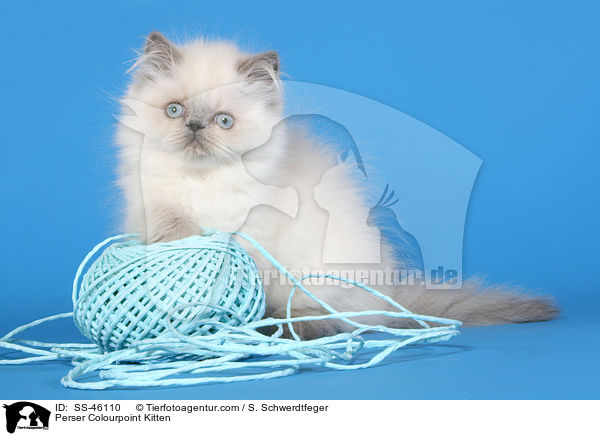 Perser Colourpoint Ktzchen / Perser Colourpoint Kitten / SS-46110