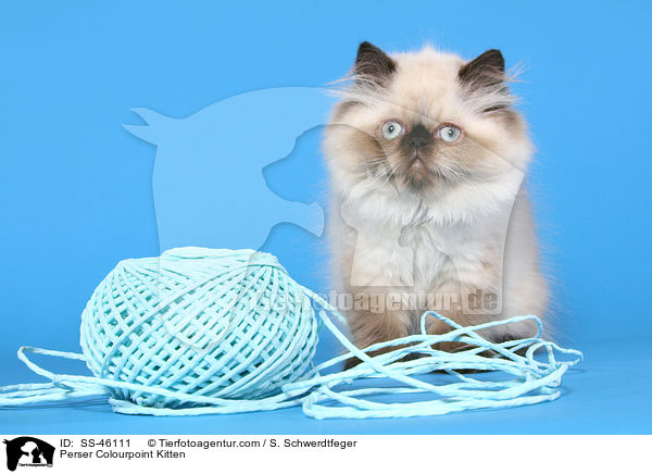 Perser Colourpoint Kitten / SS-46111