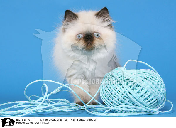 Perser Colourpoint Kitten / SS-46114