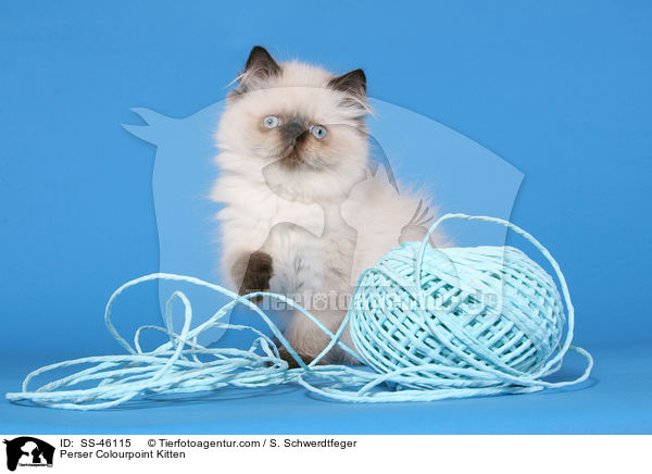 Perser Colourpoint Kitten / SS-46115