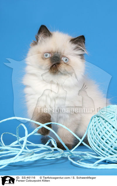 Perser Colourpoint Kitten / SS-46116