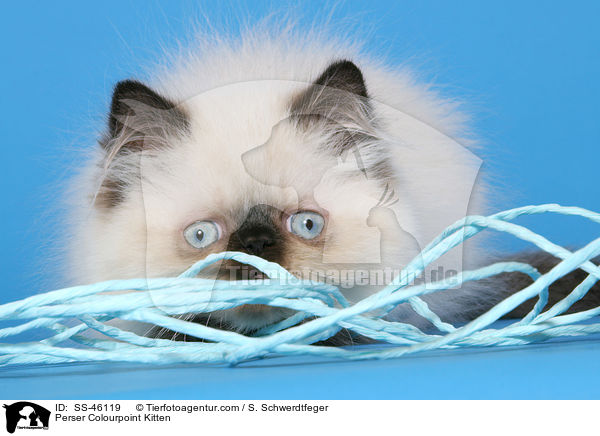 Perser Colourpoint Kitten / SS-46119