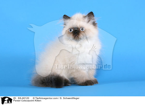 Perser Colourpoint Kitten / SS-46120
