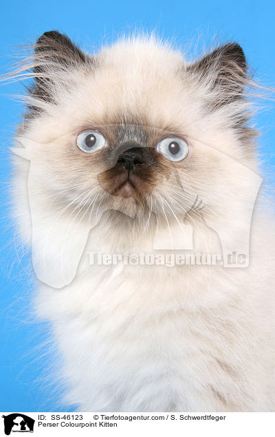 Perser Colourpoint Kitten / SS-46123