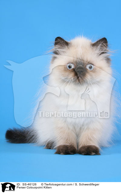Perser Colourpoint Kitten / SS-46126