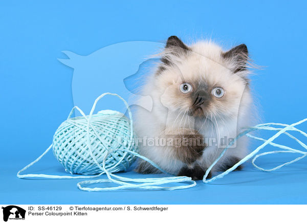 Perser Colourpoint Kitten / SS-46129