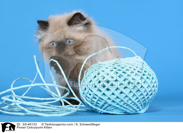 Perser Colourpoint Kitten / SS-46133