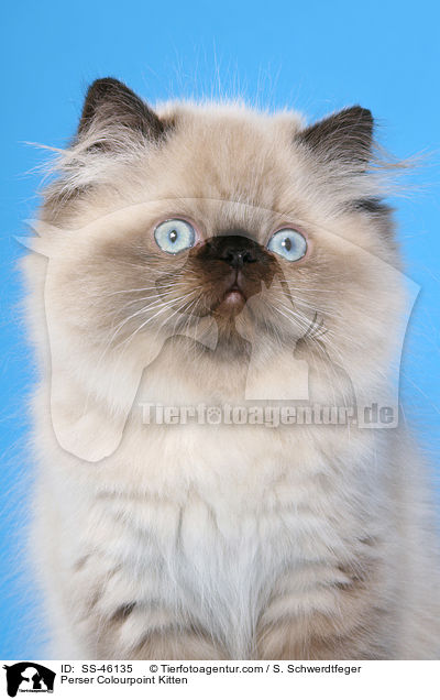 Perser Colourpoint Kitten / SS-46135