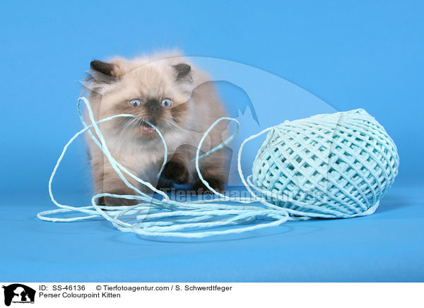 Perser Colourpoint Kitten / SS-46136