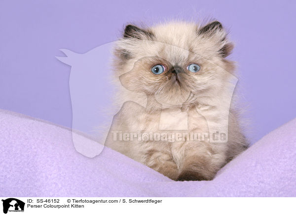 Perser Colourpoint Kitten / SS-46152