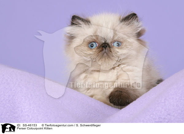 Perser Colourpoint Kitten / SS-46153