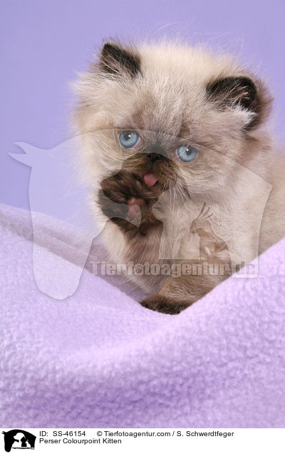 Perser Colourpoint Kitten / SS-46154