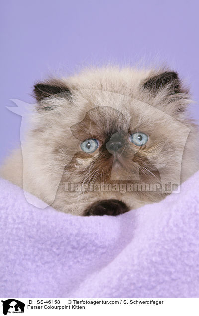 Perser Colourpoint Kitten / SS-46158