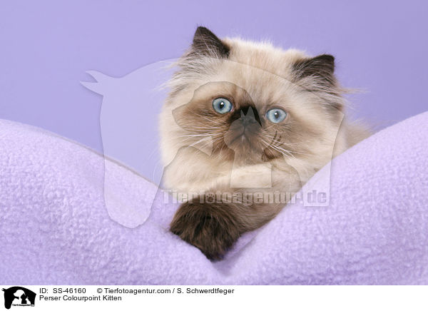 Perser Colourpoint Kitten / SS-46160