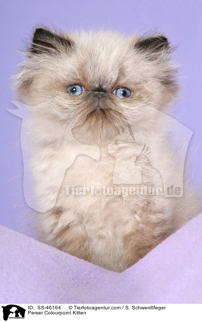 Perser Colourpoint Kitten / SS-46164
