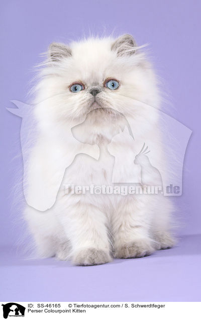 Perser Colourpoint Kitten / SS-46165
