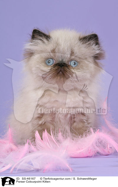Perser Colourpoint Kitten / SS-46167