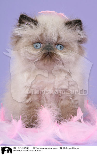 Perser Colourpoint Kitten / SS-46169