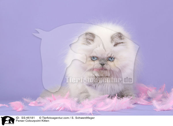 Perser Colourpoint Kitten / SS-46181