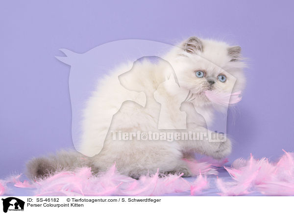 Perser Colourpoint Kitten / SS-46182