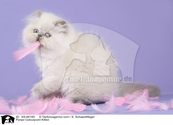 Perser Colourpoint Kitten / SS-46185
