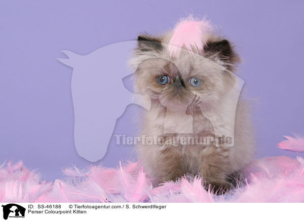 Perser Colourpoint Kitten / SS-46188