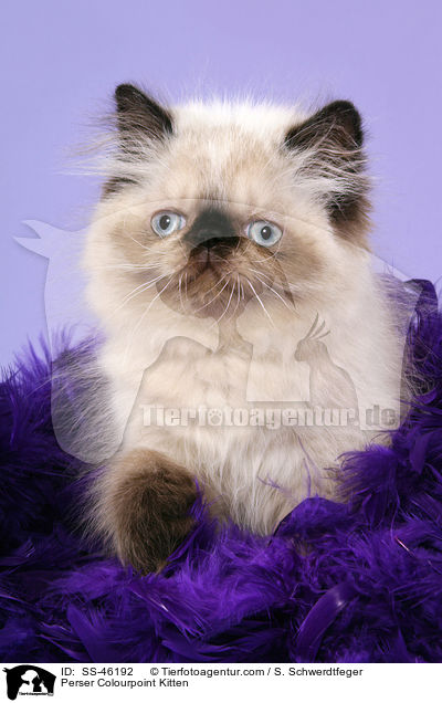 Perser Colourpoint Kitten / SS-46192