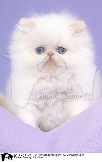 Perser Colourpoint Kitten / SS-46198