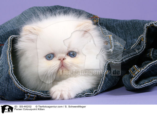 Perser Colourpoint Kitten / SS-46202