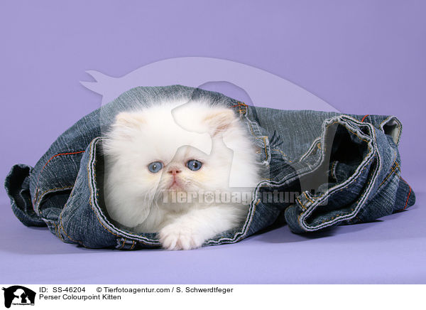 Perser Colourpoint Kitten / SS-46204