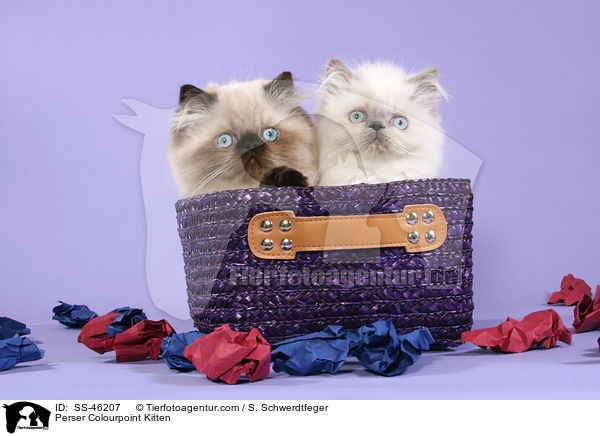 Perser Colourpoint Kitten / SS-46207
