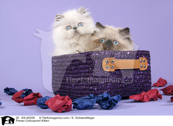 Perser Colourpoint Kitten / SS-46208