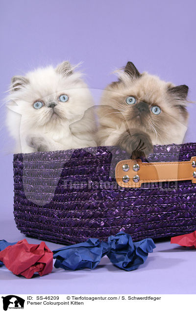 Perser Colourpoint Kitten / SS-46209