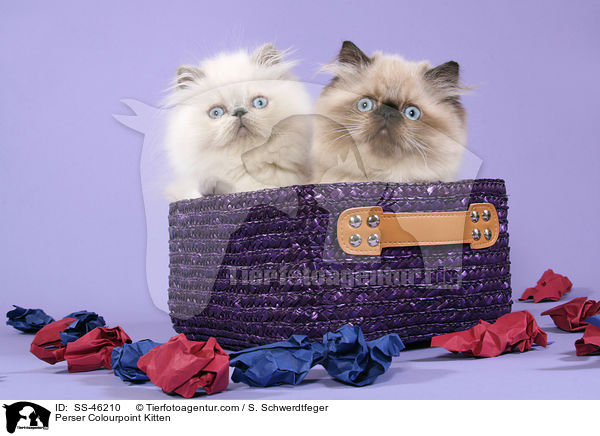 Perser Colourpoint Kitten / SS-46210