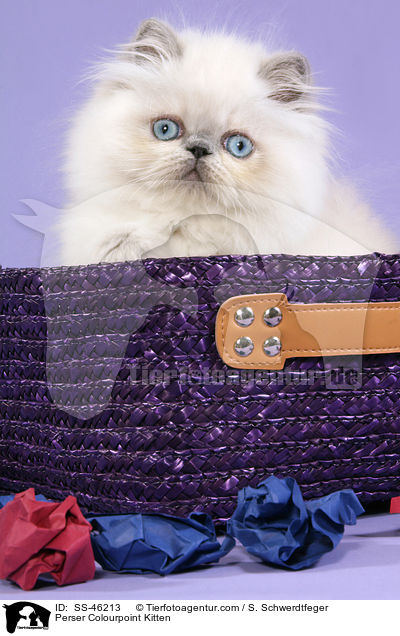 Perser Colourpoint Kitten / SS-46213