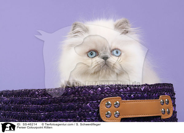 Perser Colourpoint Kitten / SS-46214