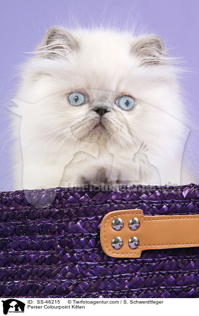 Perser Colourpoint Kitten / SS-46215