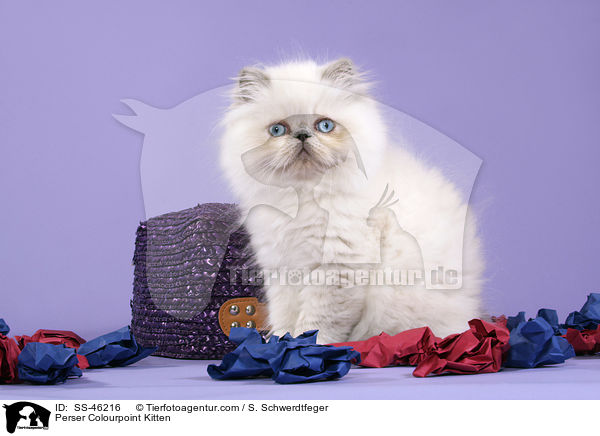 Perser Colourpoint Kitten / SS-46216