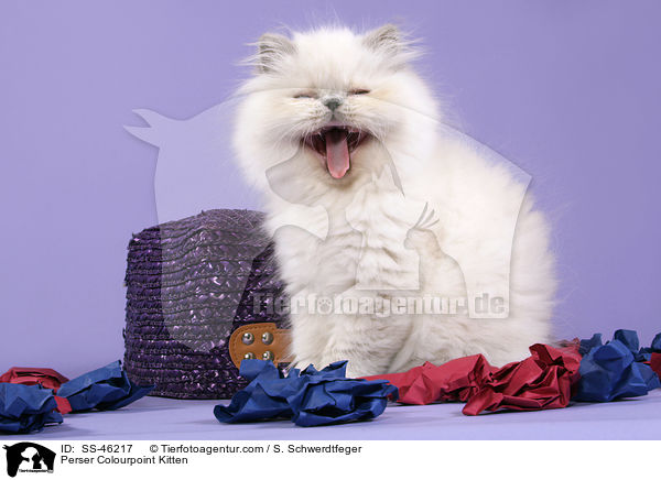 Perser Colourpoint Kitten / SS-46217