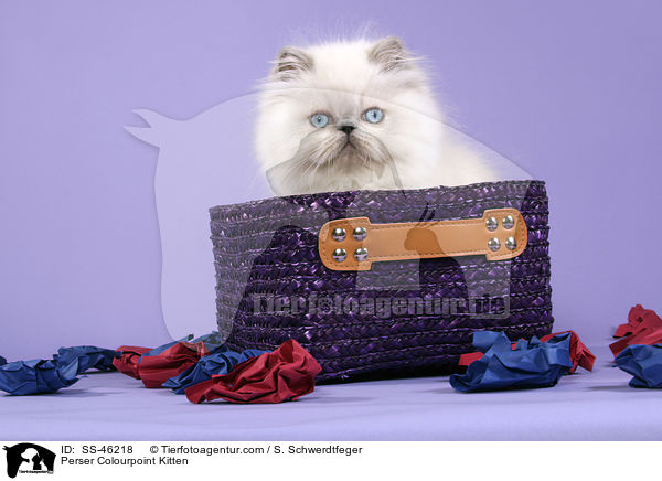 Perser Colourpoint Kitten / SS-46218