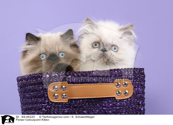 Perser Colourpoint Kitten / SS-46220