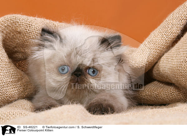Perser Colourpoint Kitten / SS-46221