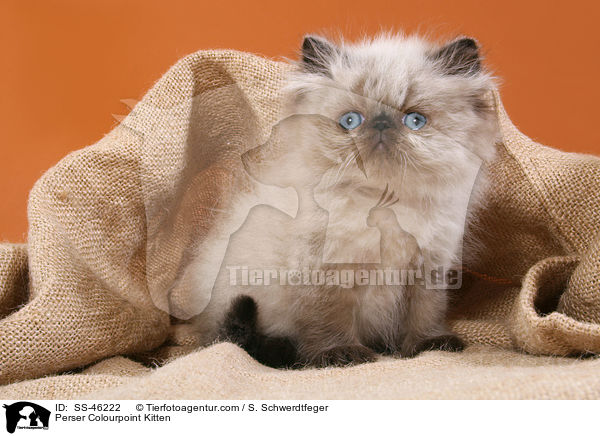 Perser Colourpoint Kitten / SS-46222