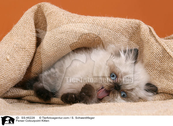 Perser Colourpoint Kitten / SS-46228