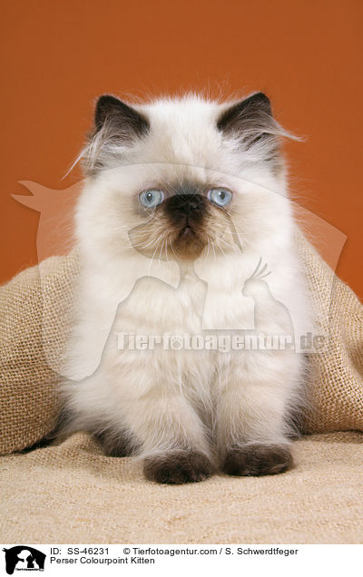 Perser Colourpoint Kitten / SS-46231