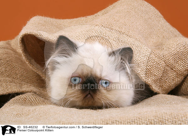Perser Colourpoint Kitten / SS-46232
