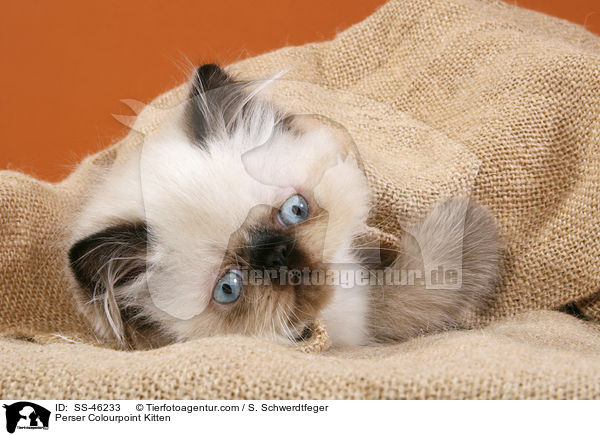 Perser Colourpoint Kitten / SS-46233