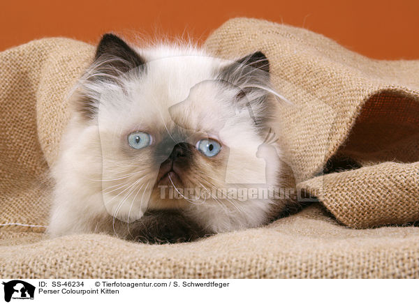 Perser Colourpoint Kitten / SS-46234